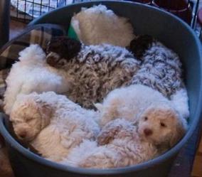 lagotto puppies for sale near me